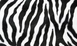 Fototapeta Zebra tekstury