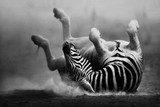 Fototapeta Zebra toczenia w kurzu