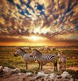 Fototapeta Zebry gromadzą się na Afrykańskiej sawannie przy zmierzchem. Safari w Serengeti