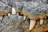 Fototapeta zęby krokodyla