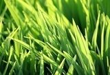 Fototapeta zielona trawa i światło słoneczne