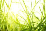 Fototapeta zielona trawa letnia i światło słoneczne