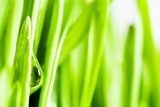 Fototapeta Zielona trawa na białym tle
