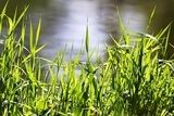 Fototapeta Zielona trawa na linii brzegowej