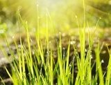 Fototapeta Zielona trawa tło