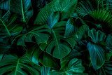 Fototapeta Zielone liście Monstera lub Monstera Deliciosa w ciemnych odcieniach (Monstera, palma, kauczuk, sosna, paproć z ptasiego gniazda), tło lub zielone liście tropikalnego lasu sosnowego dla kreatywnych elementów projektu.
