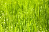 Fototapeta Zielonej trawy natury tła zbliżenie, naturalny światło dzienne