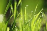 Fototapeta Zielonej trawy wiosny świeży tło