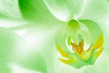 Fototapeta Zielony storczykowy kwiatu zakończenie up