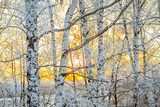 Fototapeta zimowy krajobraz z zachodem słońca w lesie