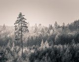 Fototapeta Zimowy las w czerni i bieli