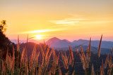 Fototapeta Złota łąka z światłem słonecznym przez wzgórza