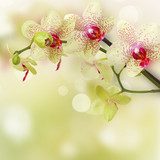 Fototapeta żółte i czerwone kwiaty orchidei