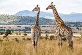 Fototapeta Żyrafy w Pilanesberg parku narodowym w Południowa Afryka