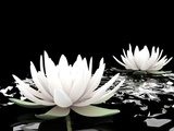 Obraz Biały kwiat lotosu na wodzie