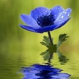 Obraz Błękitny Anemonowy kwiat z Waterdrops
