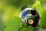 Obraz Butelka wina opleciona winoroślą