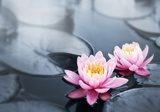 Obraz Czarująca głębia kwiatu lotosu