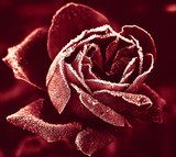 Obraz Czerwona Róża pod szronem