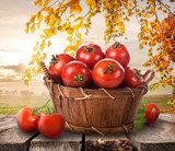 Obraz Dojrzałe pomidory