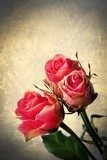 Obraz Dzikie róże - pocztówka vintage