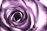 Obraz Fioletowa róża