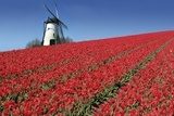 Obraz holenderski młyn i czerwone tulipany