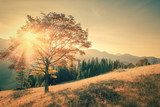 Obraz Jesieni drzewa i sunbeam dnia ciepły krajobraz tonujący w roczniku