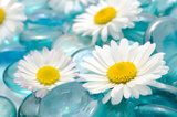 Obraz Kwiaty Daisy na Blue Glass Stones