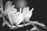 Obraz Magia czarno-białej magnolii