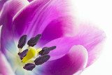 Obraz Makro- strzał tulipanowy okwitnięcie