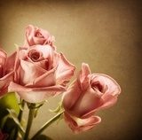 Obraz Piękne różowe róże. Vintage w stylu. Sepia toned