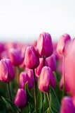 Obraz piękne tulipany