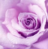 Obraz Purpurowy mokry różany tło