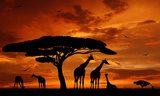 Obraz Stado żyraf w blasku zachodzącego słońca