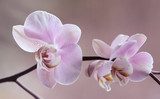 Obraz Storczyki - Orchidea