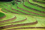 Obraz Tarasy ryżowe na zboczach gór