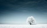 Obraz Urzekająca moc bieli – śnieżny krajobraz