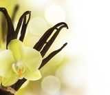 Obraz Wanilia - żółty kwiat 