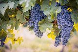 Obraz Winogrona na lato winorośli