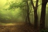 Obraz Zielony las spowity poranną mgłą
