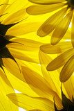 Obraz Żółte kwiaty w tle