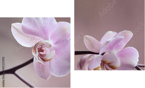 Storczyki - Orchidea - Obraz dwuczęściowy, Dyptyk