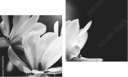 kwiat magnolii na czarnym tle - Obraz dwuczęściowy, Dyptyk