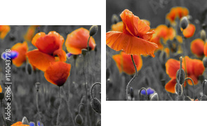 Panorama z nmakÃ³w polnych i kwiatÃ³w polnych - Obraz dwuczęściowy, Dyptyk