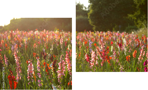 Gladiolus - Obraz dwuczęściowy, Dyptyk