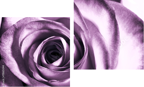 Fioletowa róża - Obraz dwuczęściowy, Dyptyk