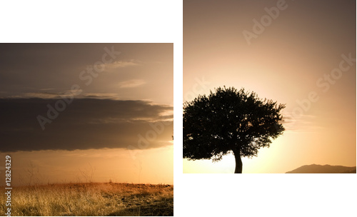 samotny dąb w złotym zachodzie słońca - Obraz dwuczęściowy, Dyptyk