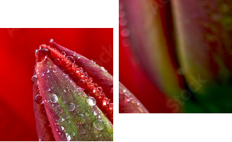 kropla wody na tulipana - Obraz dwuczęściowy, Dyptyk