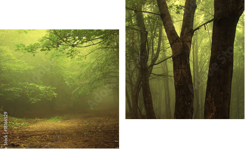 Zielony las spowity poranną mgłą - Obraz dwuczęściowy, Dyptyk
